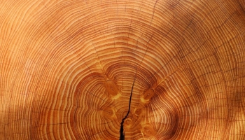 Les caractéristiques du bois